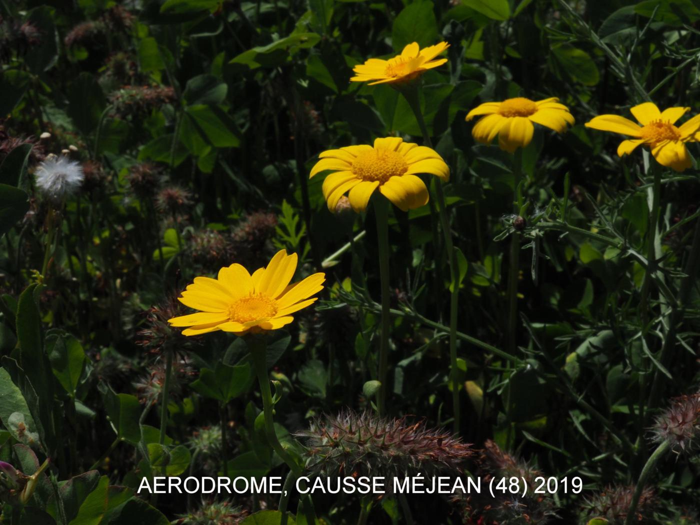 Corn marigold flower